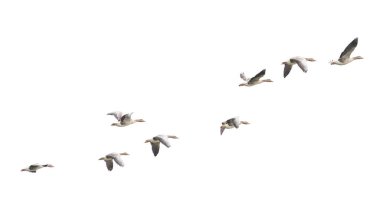 Vahşi Kaz, Greylag Kaz. Kazlar göç etmeye başladı. Uçan kazlar.