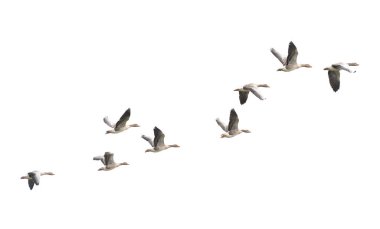 Vahşi Kaz, Greylag Kaz. Kazlar göç etmeye başladı. Uçan kazlar.