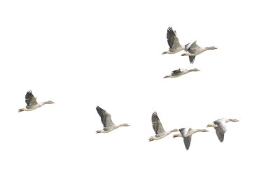 Vahşi Kaz, Greylag Kaz. Kazlar göç etmeye başladı. Uçan kazlar.