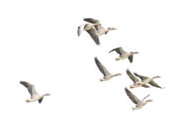 Vahşi Kaz, Greylag Kaz. Kazlar göç etmeye başladı. Uçan kazlar.