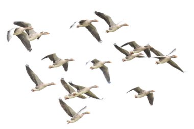 Vahşi Kaz, Greylag Kaz. Kazlar göç etmeye başladı. Uçan kazlar.