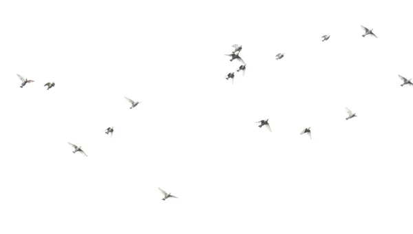 Aves Voadoras Isoladas Fundo Branco — Fotografia de Stock