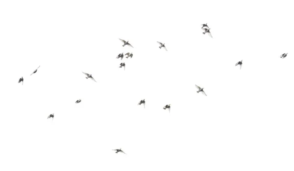 Aves Voadoras Isoladas Fundo Branco — Fotografia de Stock