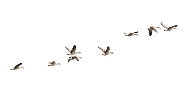 Wild Goose Greylag Goose Gansos Estão Migrar Gansos Voadores — Fotografia de Stock
