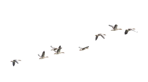 Wild Goose Greylag Goose Gansos Estão Migrar Gansos Voadores — Fotografia de Stock