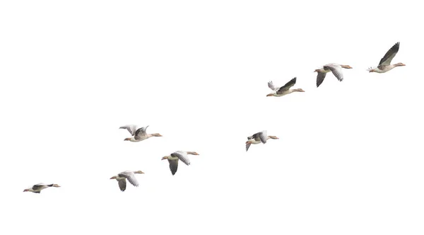 Wild Goose Greylag Goose Gansos Estão Migrar Gansos Voadores — Fotografia de Stock