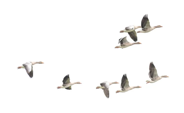 Wildgans Graugans Die Gänse Wandern Fliegende Gänse — Stockfoto