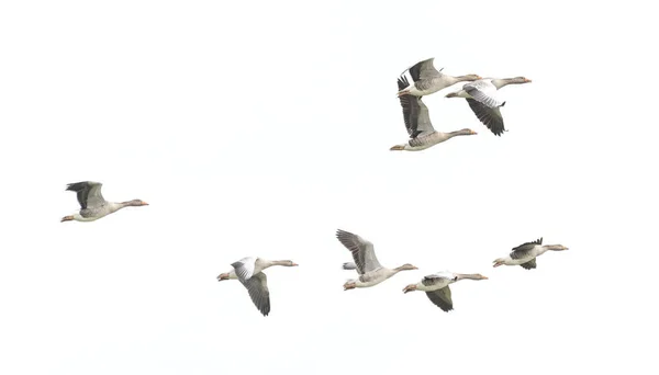 Wild Goose Greylag Goose Geese Migrating Flying Geese — Stock Photo, Image