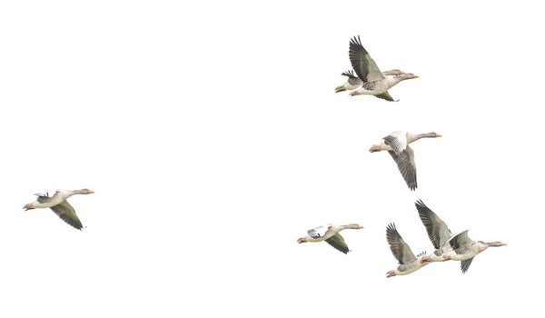 Wild Goose Greylag Goose Gansos Estão Migrar Gansos Voadores — Fotografia de Stock