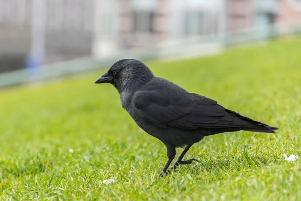 Crow Green Grass Black Crow — Stock Photo, Image