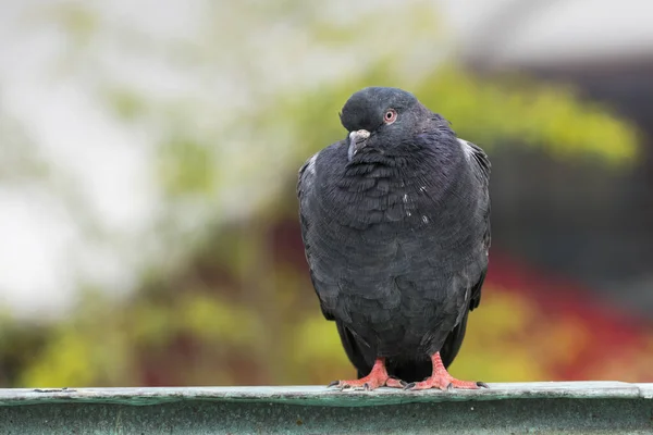 Pigeon Belle Photo Portrait Pigeon Noir — Photo
