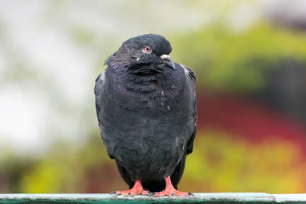 Pigeon Belle Photo Portrait Pigeon Noir — Photo