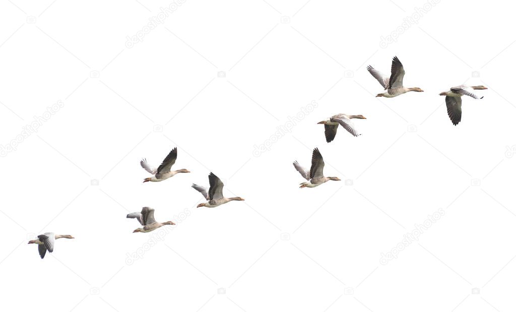 Wild Goose, Greylag Goose. The geese are migrating. Flying geese.