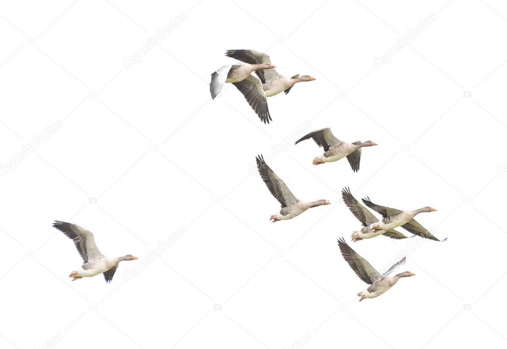 Wild Goose, Greylag Goose. The geese are migrating. Flying geese.