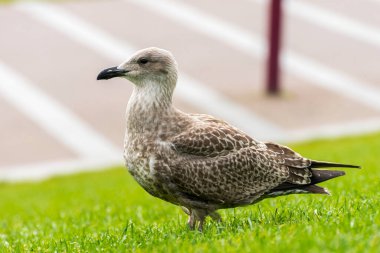 Martı. Şehirde güzel beyaz martı.