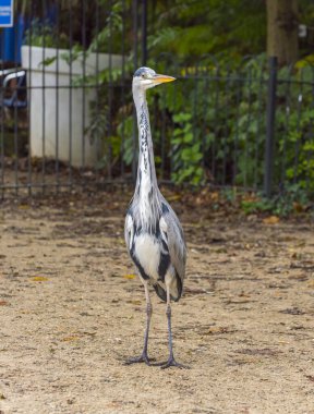 Vondelpark, Amsterdam 'da Grey Heron. Gri balıkçıl portresi.