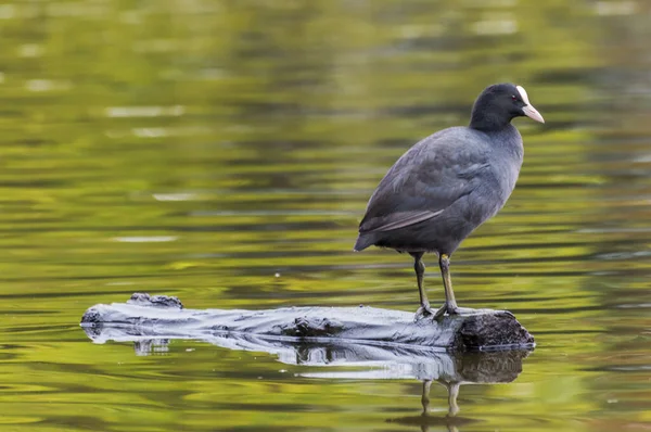 Eurasiatisk Koot Fulica Atra Vondelpark Amsterdam — Stockfoto