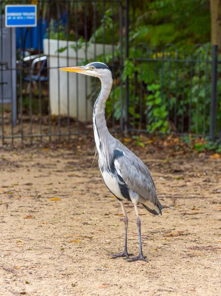 Grey Heron Vondelpark Amsterdã Cinza Heron Retrato Foto — Fotografia de Stock