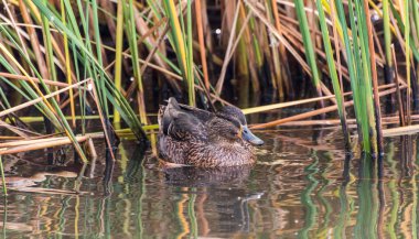 Eğil. Güzel ördek portresi.