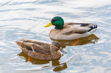 Mallard Duck. Güzel ördek portresi.