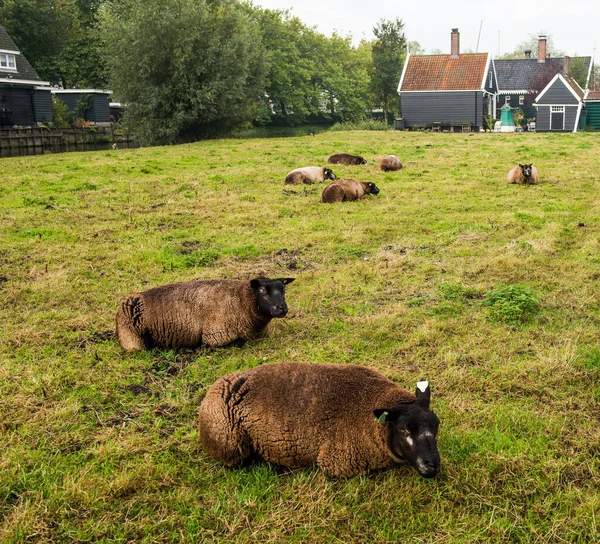 Ovejas Marrones Holandesas Hierba Ovejas Zaanse Schans Países Bajos — Foto de Stock