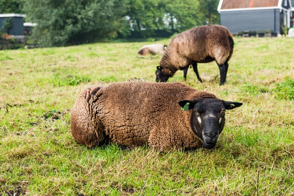 Ovejas Marrones Holandesas Hierba Ovejas Zaanse Schans Países Bajos — Foto de Stock