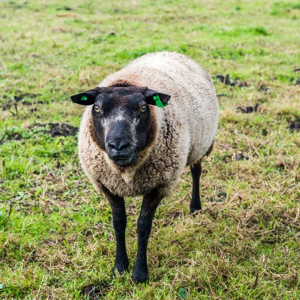 Ovejas Marrones Holandesas Hierba Ovejas Zaanse Schans Países Bajos — Foto de Stock