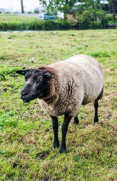 Ovejas Marrones Holandesas Hierba Ovejas Zaanse Schans Países Bajos — Foto de Stock