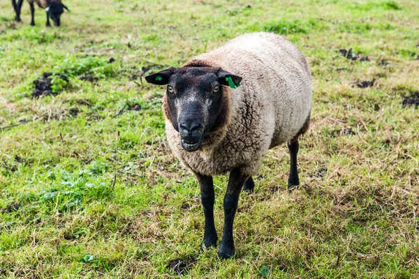 Ovejas Marrones Holandesas Hierba Ovejas Zaanse Schans Países Bajos — Foto de Stock