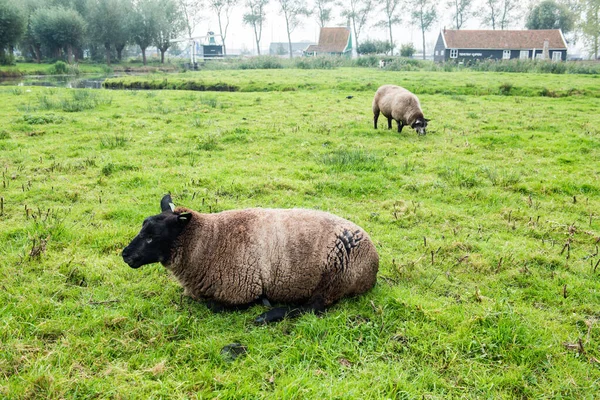 Ovejas Marrones Holandesas Hierba Ovejas Zaanse Schans Países Bajos — Foto de Stock