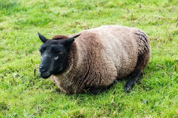 Голландские Коричневые Овцы Траве Овцы Zaanse Schans Netherlands — стоковое фото