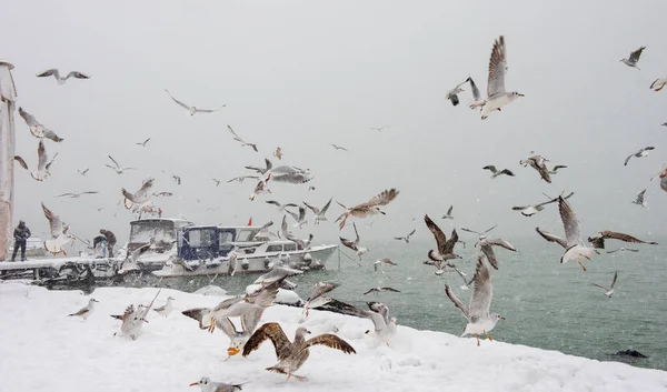 Snowy Day Bosphorus Cengelkoy Istanbul Turkey — Stock Photo, Image