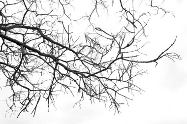 Beyaz arkaplan yapraksız ağaç dalları.