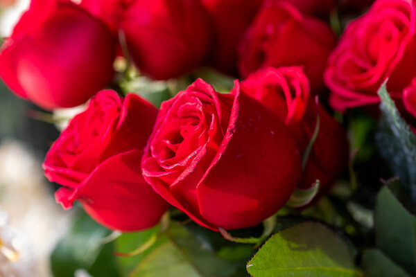 Red Rose Bouquet for Valentine's Day.