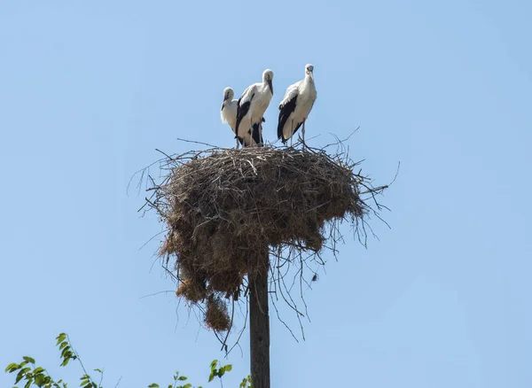 Three Storks Nest Background Blue Sky — Foto de Stock