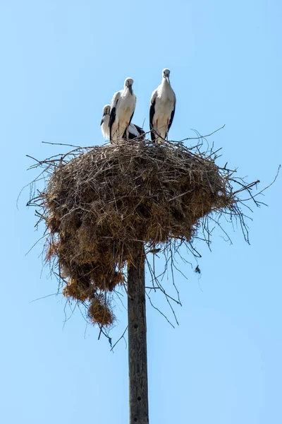 Three Storks Nest Background Blue Sky — Foto de Stock