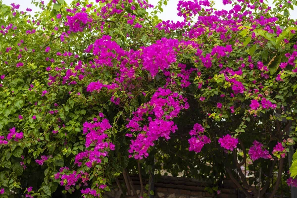 Bougainvillea Blumen Von Oludeniz Fethiye Mugla Türkei — Stockfoto