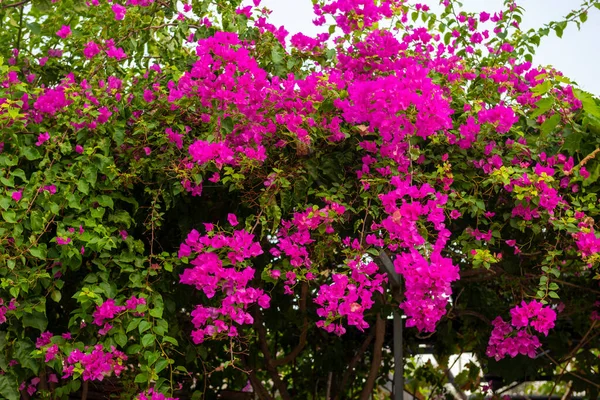 Bougainvillea Flores Oludeniz Fethiye Mugla Turquia — Fotografia de Stock