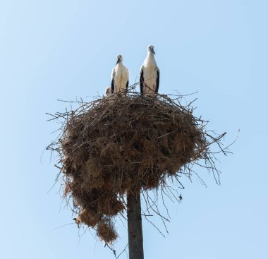 Bir yuvada iki leylek. Arka planda mavi gökyüzü.