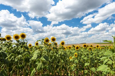 Ayçiçeği tarlası. Mavi arka planda güzel bir ayçiçeği
