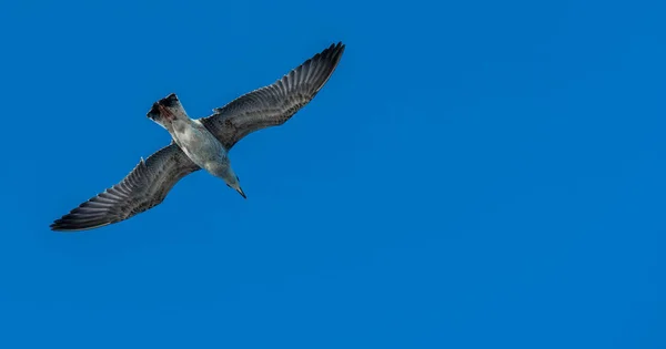 Fliegende Möwe Mit Blauem Himmel Hintergrund — Stockfoto