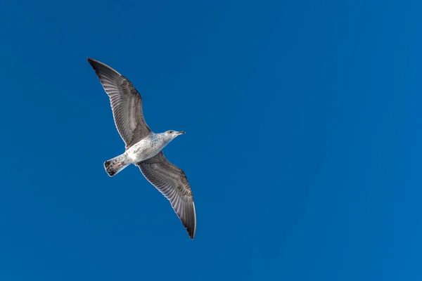 Mouette Volante Avec Fond Bleu Ciel — Photo