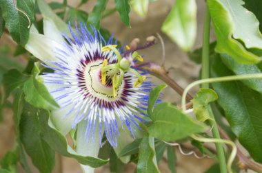 Kelebek doğa manzara yaban hayatı nesne