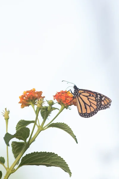 Kelebek doğa yabani hayvanlar ve bitkiler peyzaj — Stok fotoğraf