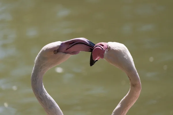 Flamingolar doğa yabani hayvanlar ve bitkiler peyzaj — Stok fotoğraf