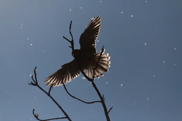 Flying Falcon nature wildlife landscape — Stock Photo, Image
