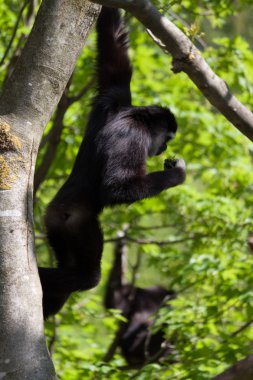 Dağlar doğa yaban hayatı manzarada hiking