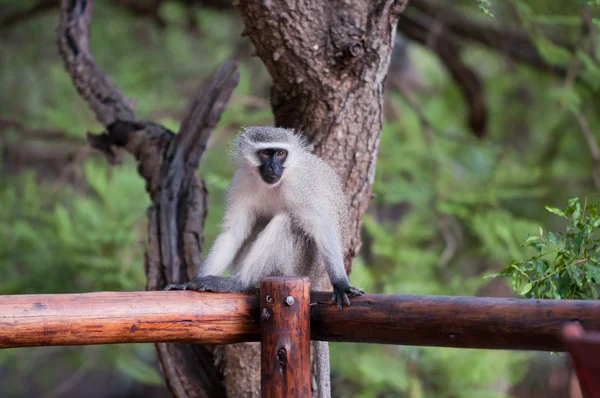 Affensafari in Afrika — Stockfoto