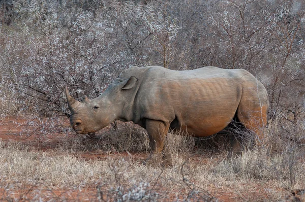 Rhino bush roh safari — Stock fotografie