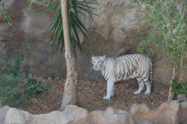 Zebra doğa vahşi arazi